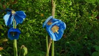x  DSC06468  blauwe papaver bloemen
