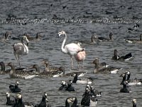 DSC07365 : flamingo, grauwe gans