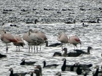DSC07356  Flamingo's bij Zware Haen : Friesland, wulp, flamingo
