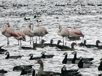 DSC07361  Rosse flamingo's, brandganzen en grauwe gans : Friesland, flamingo, brandgans, grauwe gans