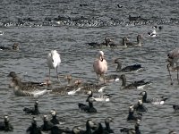 DSC07366 : Friesland, flamingo