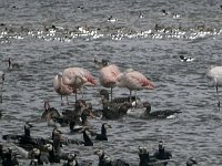 DSC07368 : Friesland, flamingo