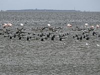 DSC07370  8 chileense  en 3 europese flamingo's : Friesland, flamingo