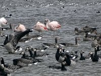 DSC07376 : Friesland, flamingo