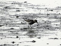 DSC07563  Bonte strandloper : Schiermonniksoog, bonte strandloper