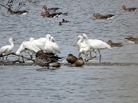 DSC07595  Westerplas, Lepalaars en grauwe ganzen : Schiermonniksoog, lepelaar