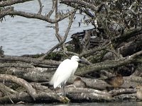 DSC07600  zilverreiger : Schiermonniksoog, zilverreiger