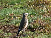 DSC07631  Tapuit (vr) : Schiermonniksoog, tapuit