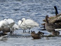 DSC07649  lepelaars bij de Westerplas : Schiermonniksoog, lepelaar