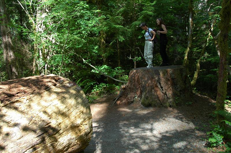 DSC_0132.JPG - Trail of the Cedars, North Cascades Nat'l Park