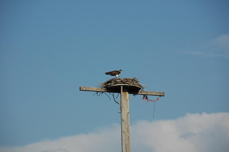 DSC_0446.JPG - Bald Eagle nest