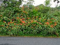 pl  DSC04743  typische rode bloemen langs de wegen