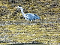 pl  DSC04772  Blauwe reiger