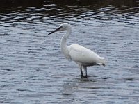 pl  DSC05021  Kleine Zilverreiger