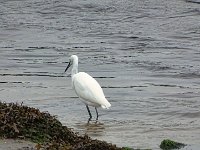 pl  DSC05165  Kleine Zilverreiger