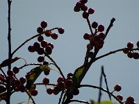 DSC06925  Cranberry : Vlieland