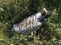 DSC07011  Weer een dode meeuw : Vlieland