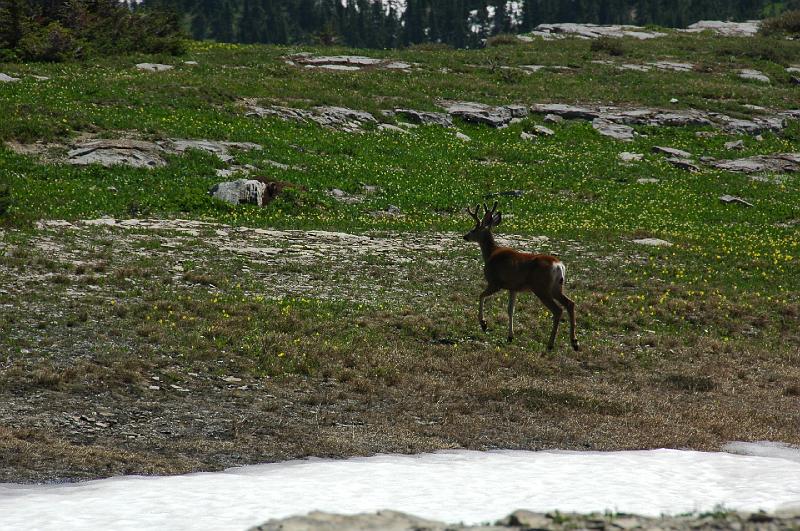 DSC_0194.JPG - Elk op de Logan Pass in Glacier