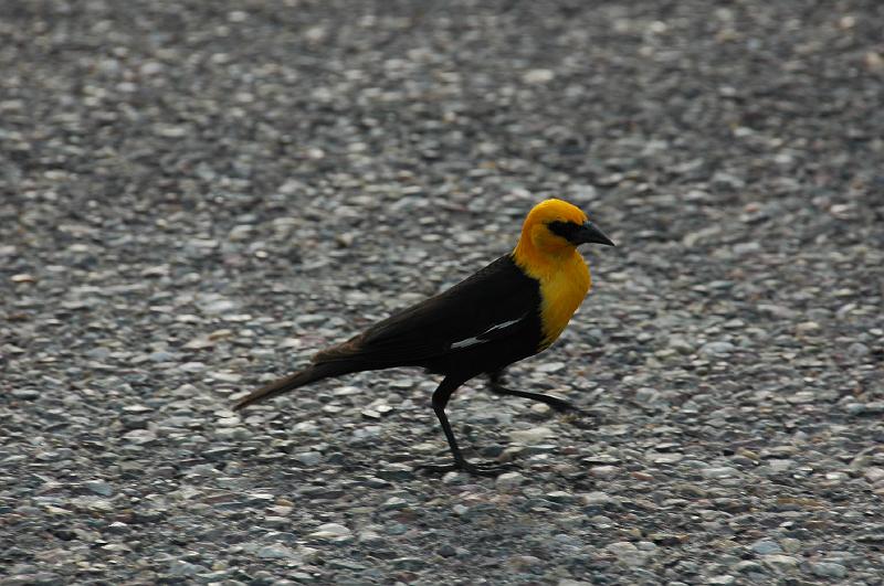 DSC_0928.JPG - Yellowheaded Blackbird
